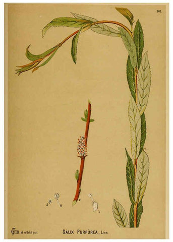 Reproducción/Reproduction 6025994922: American medicinal plants New York,Boericke & Tafel,c1887