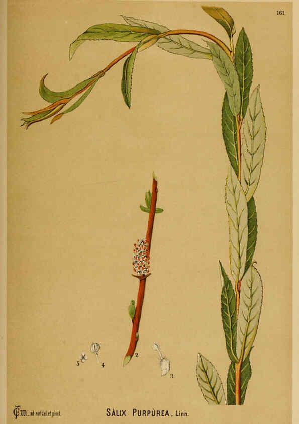 Reproducción/Reproduction 6025994922: American medicinal plants New York,Boericke & Tafel,c1887