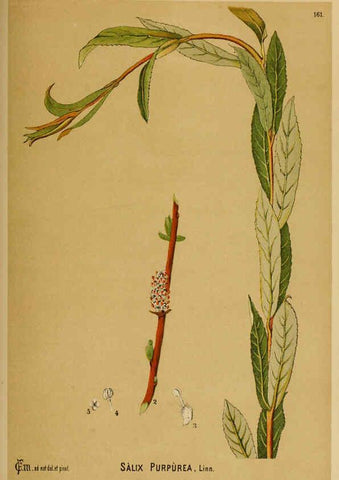 Reproducción/Reproduction 6025994922: American medicinal plants New York,Boericke & Tafel,c1887