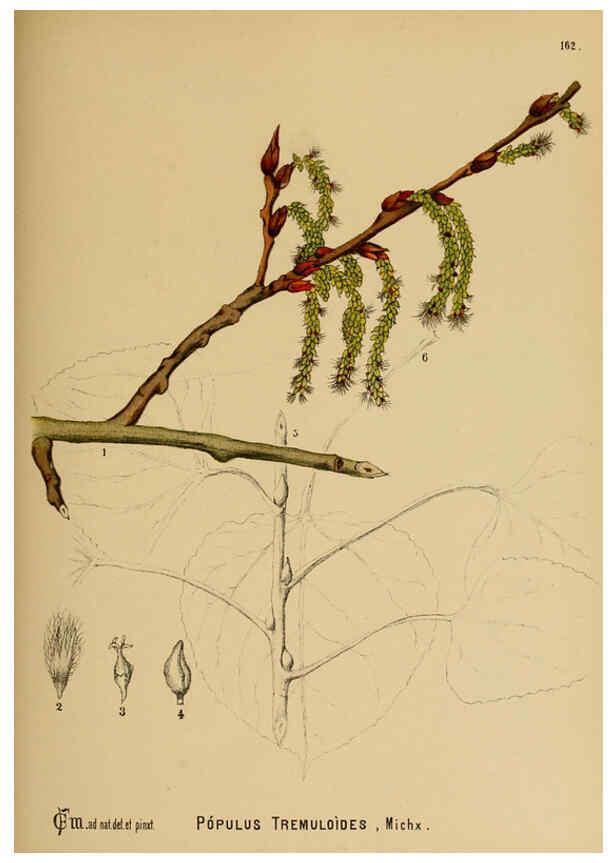 Reproducción/Reproduction 6025995268: American medicinal plants New York,Boericke & Tafel,c1887