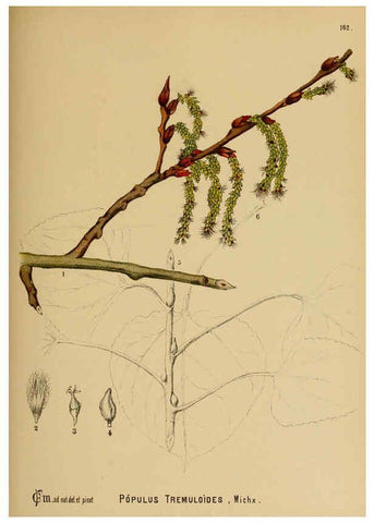 Reproducción/Reproduction 6025995268: American medicinal plants New York,Boericke & Tafel,c1887