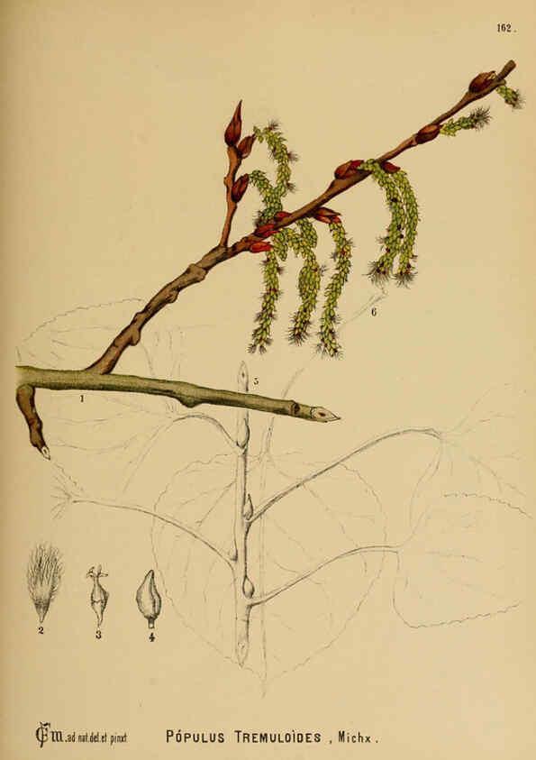 Reproducción/Reproduction 6025995268: American medicinal plants New York,Boericke & Tafel,c1887