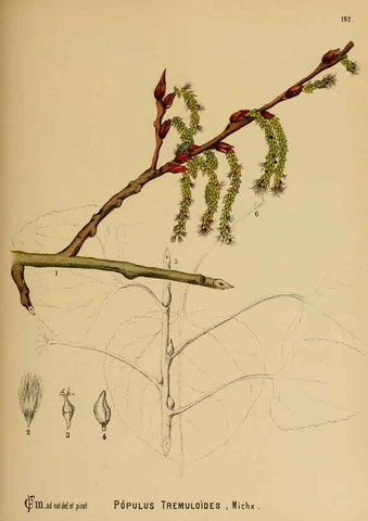 Reproducción/Reproduction 6025995268: American medicinal plants New York,Boericke & Tafel,c1887