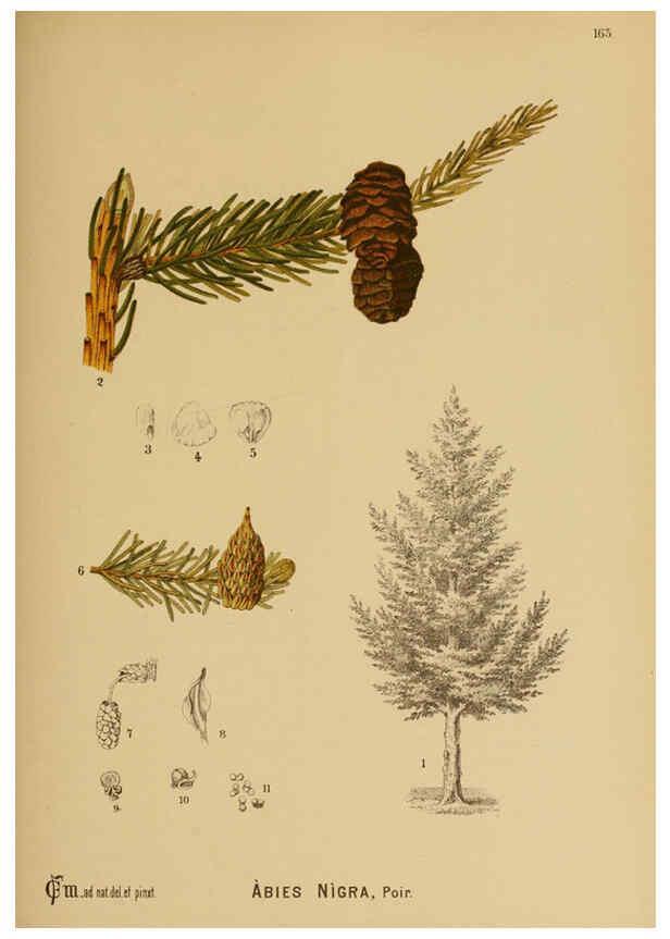 Reproducción/Reproduction 6025440335: American medicinal plants New York,Boericke & Tafel,c1887
