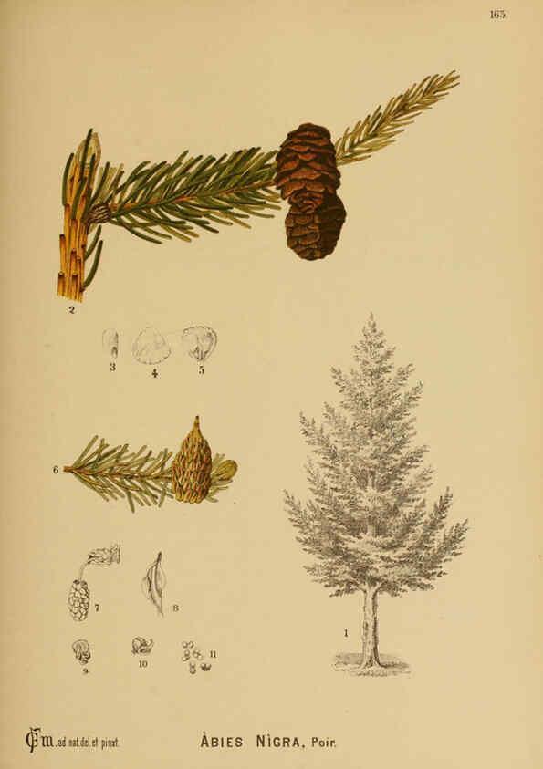 Reproducción/Reproduction 6025440335: American medicinal plants New York,Boericke & Tafel,c1887