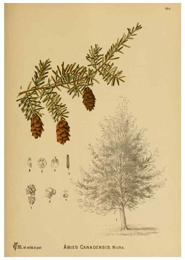 Reproducción/Reproduction 6025440683: American medicinal plants New York,Boericke & Tafel,c1887