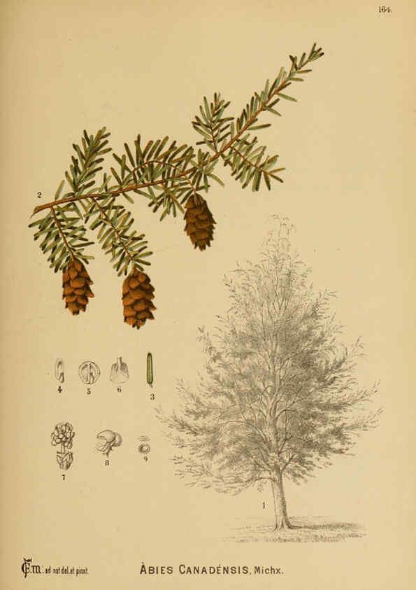Reproducción/Reproduction 6025440683: American medicinal plants New York,Boericke & Tafel,c1887