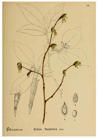 Reproducción/Reproduction 6025434951: American medicinal plants New York,Boericke & Tafel,c1887
