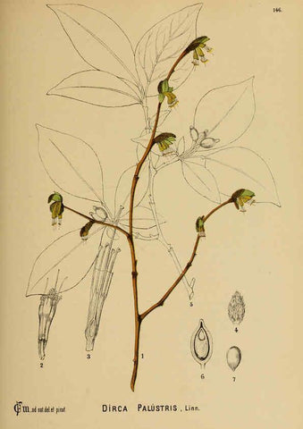 Reproducción/Reproduction 6025434951: American medicinal plants New York,Boericke & Tafel,c1887