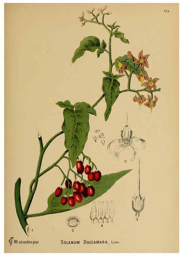 Reproducción/Reproduction 6025982616: American medicinal plants New York,Boericke & Tafel,c1887