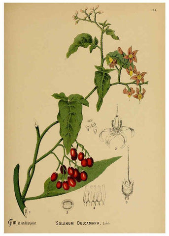 Reproducción/Reproduction 6025982616: American medicinal plants New York,Boericke & Tafel,c1887