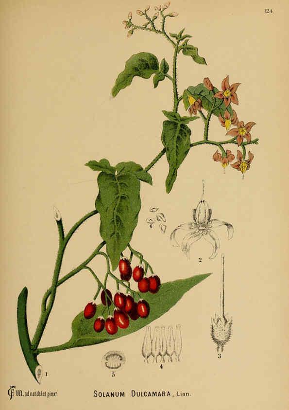 Reproducción/Reproduction 6025982616: American medicinal plants New York,Boericke & Tafel,c1887