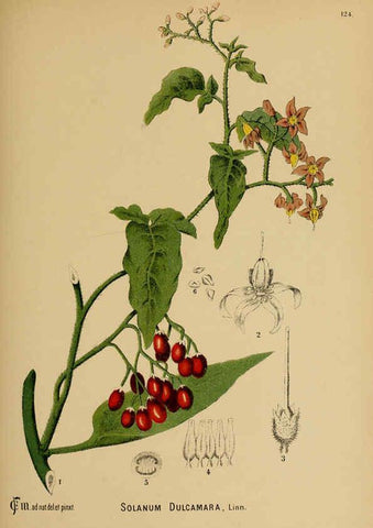 Reproducción/Reproduction 6025982616: American medicinal plants New York,Boericke & Tafel,c1887