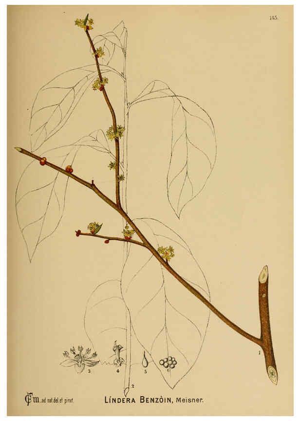 Reproducción/Reproduction 6025990050: American medicinal plants New York,Boericke & Tafel,c1887