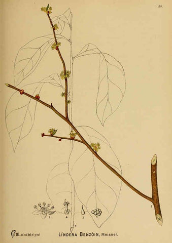 Reproducción/Reproduction 6025990050: American medicinal plants New York,Boericke & Tafel,c1887