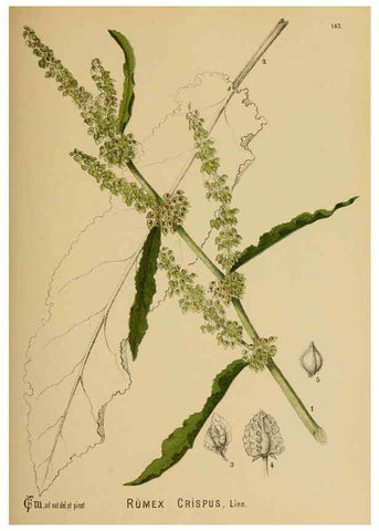 Reproducción/Reproduction 6025434239: American medicinal plants New York,Boericke & Tafel,c1887