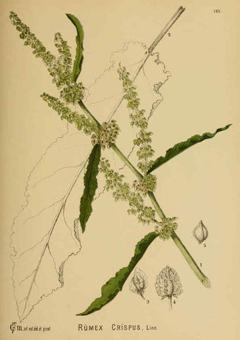 Reproducción/Reproduction 6025434239: American medicinal plants New York,Boericke & Tafel,c1887