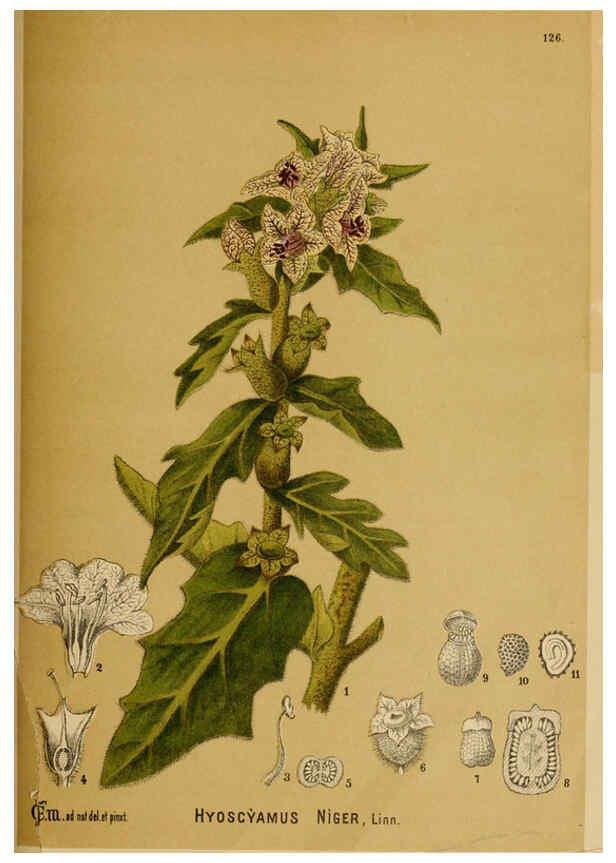 Reproducción/Reproduction 6025428097: American medicinal plants New York,Boericke & Tafel,c1887