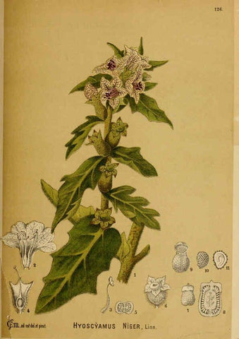 Reproducción/Reproduction 6025428097: American medicinal plants New York,Boericke & Tafel,c1887