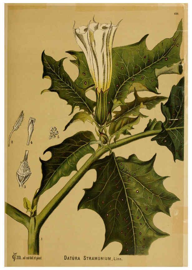 Reproducción/Reproduction 6025983730: American medicinal plants New York,Boericke & Tafel,c1887