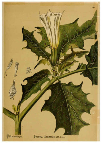 Reproducción/Reproduction 6025983730: American medicinal plants New York,Boericke & Tafel,c1887