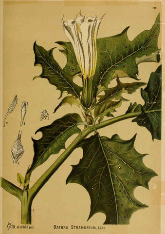 Reproducción/Reproduction 6025983730: American medicinal plants New York,Boericke & Tafel,c1887