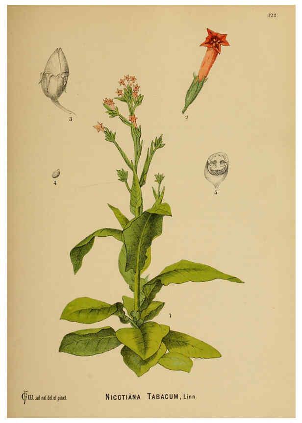 Reproducción/Reproduction 6025428925: American medicinal plants New York,Boericke & Tafel,c1887