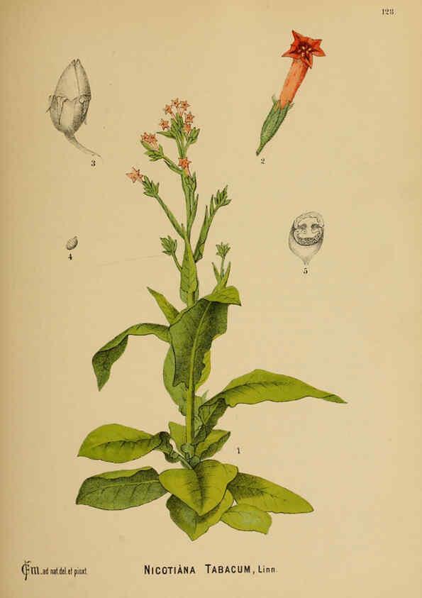 Reproducción/Reproduction 6025428925: American medicinal plants New York,Boericke & Tafel,c1887