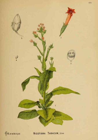 Reproducción/Reproduction 6025428925: American medicinal plants New York,Boericke & Tafel,c1887