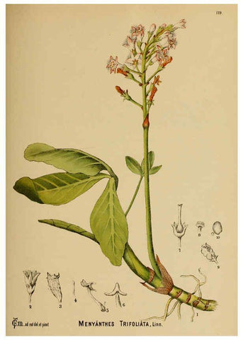 Reproducción/Reproduction 6025429321: American medicinal plants New York,Boericke & Tafel,c1887