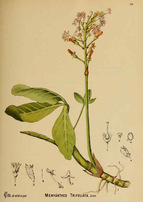 Reproducción/Reproduction 6025429321: American medicinal plants New York,Boericke & Tafel,c1887
