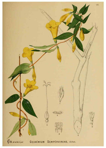 Reproducción/Reproduction 6025984902: American medicinal plants New York,Boericke & Tafel,c1887