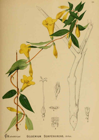 Reproducción/Reproduction 6025984902: American medicinal plants New York,Boericke & Tafel,c1887