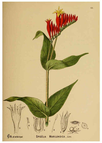 Reproducción/Reproduction 6025430081: American medicinal plants New York,Boericke & Tafel,c1887