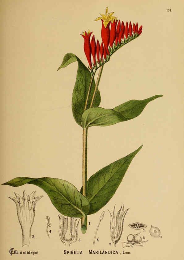 Reproducción/Reproduction 6025430081: American medicinal plants New York,Boericke & Tafel,c1887
