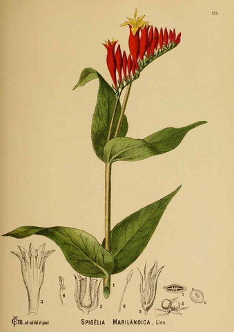 Reproducción/Reproduction 6025430081: American medicinal plants New York,Boericke & Tafel,c1887