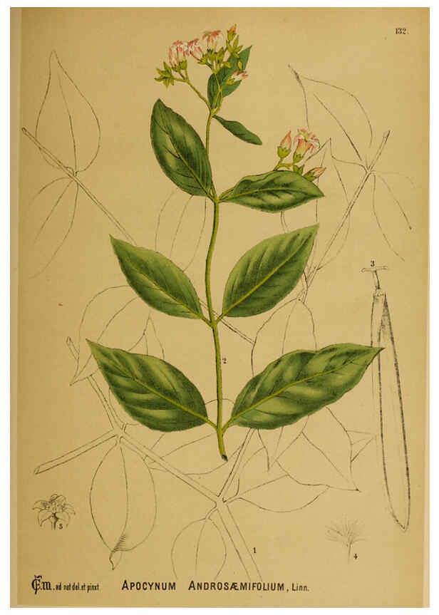 Reproducción/Reproduction 6025430323: American medicinal plants New York,Boericke & Tafel,c1887
