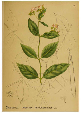 Reproducción/Reproduction 6025430323: American medicinal plants New York,Boericke & Tafel,c1887