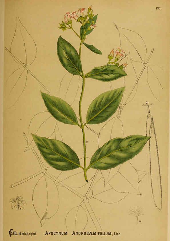 Reproducción/Reproduction 6025430323: American medicinal plants New York,Boericke & Tafel,c1887