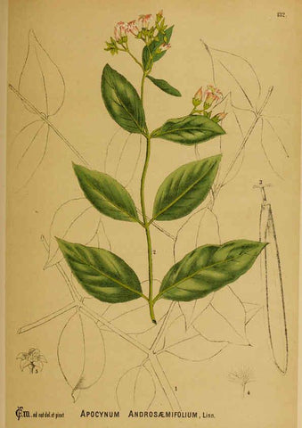 Reproducción/Reproduction 6025430323: American medicinal plants New York,Boericke & Tafel,c1887