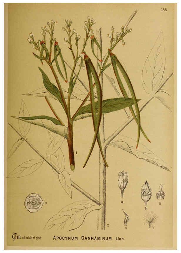 Reproducción/Reproduction 6025985856: American medicinal plants New York,Boericke & Tafel,c1887