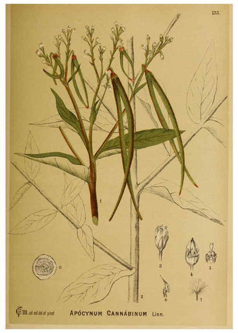 Reproducción/Reproduction 6025985856: American medicinal plants New York,Boericke & Tafel,c1887
