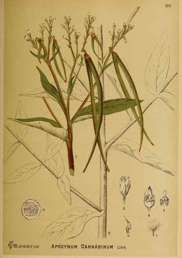 Reproducción/Reproduction 6025985856: American medicinal plants New York,Boericke & Tafel,c1887