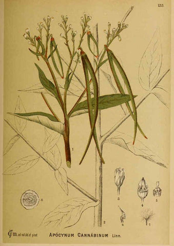Reproducción/Reproduction 6025985856: American medicinal plants New York,Boericke & Tafel,c1887