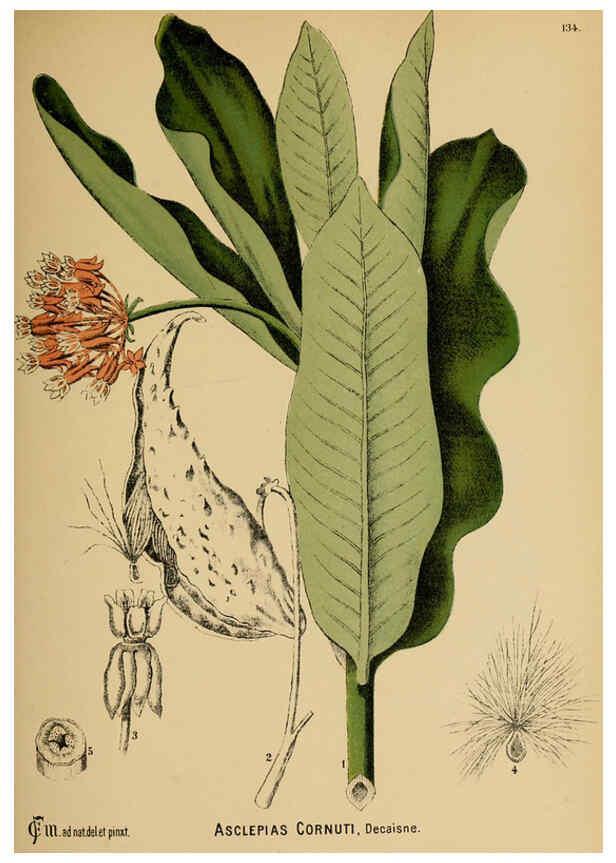 Reproducción/Reproduction 6025430995: American medicinal plants New York,Boericke & Tafel,c1887