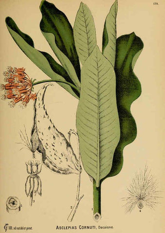 Reproducción/Reproduction 6025430995: American medicinal plants New York,Boericke & Tafel,c1887