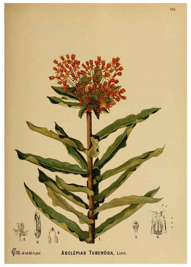 Reproducción/Reproduction 6025986516: American medicinal plants New York,Boericke & Tafel,c1887