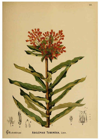 Reproducción/Reproduction 6025986516: American medicinal plants New York,Boericke & Tafel,c1887