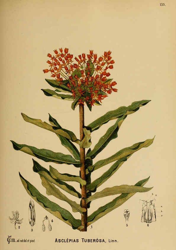 Reproducción/Reproduction 6025986516: American medicinal plants New York,Boericke & Tafel,c1887