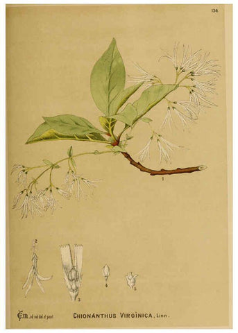 Reproducción/Reproduction 6025431557: American medicinal plants New York,Boericke & Tafel,c1887